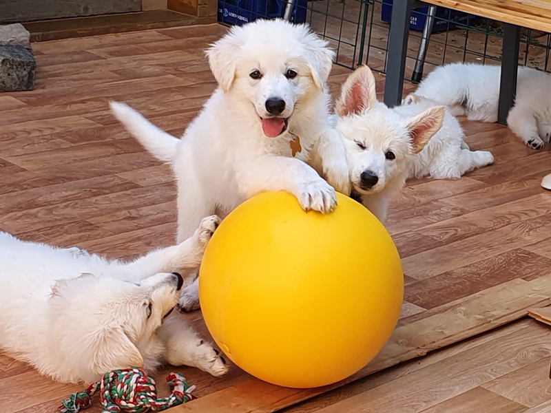 Weißer Schäferhund Welpe mit dem Treibball