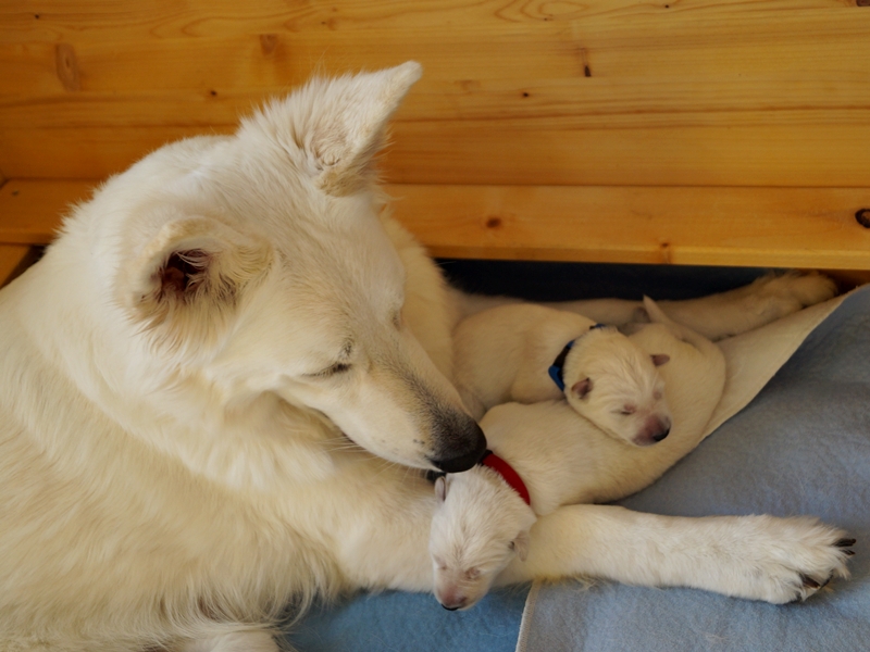 Weiße Schäferhund Welpen mit ihrer Mama