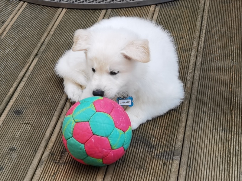 Weißer Schäferhund Welpe spielt mit Ball