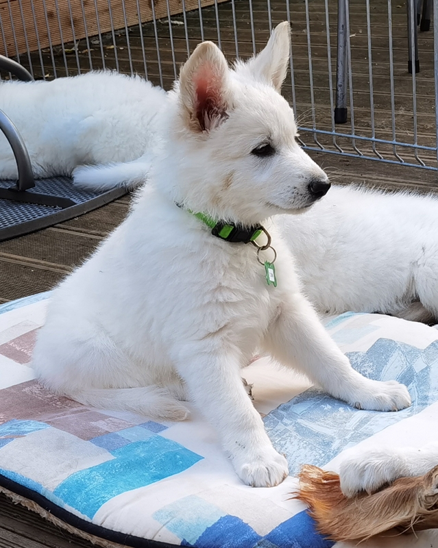 Weiße Schäferhund Welpen kaufen