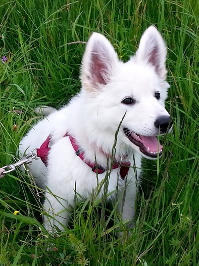 Weiße Schäferhund Welpen im Gras