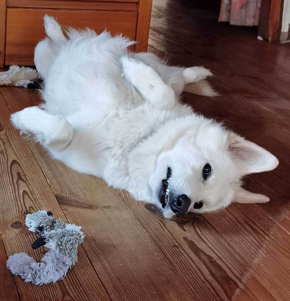 Weißer Schäferhund räkelt sich auf dem Holzfußboden mit Spielzeug