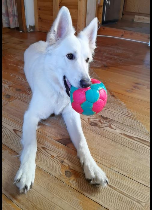 Weißer Schäferhund schmust mit Ball