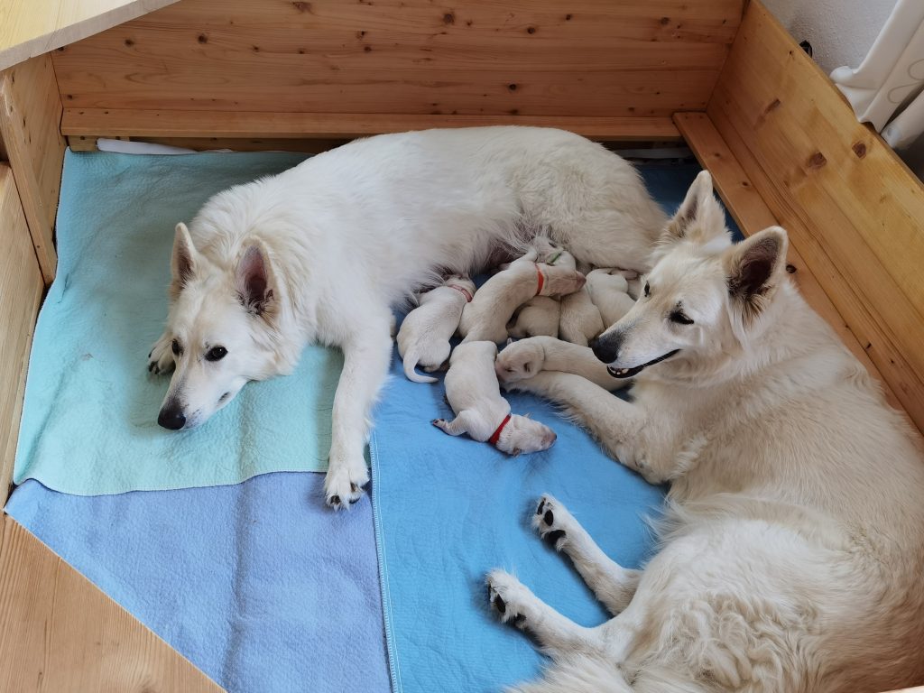 Weiße Schäferhund Welpen in der Wurfkiste mit Mama und Oma