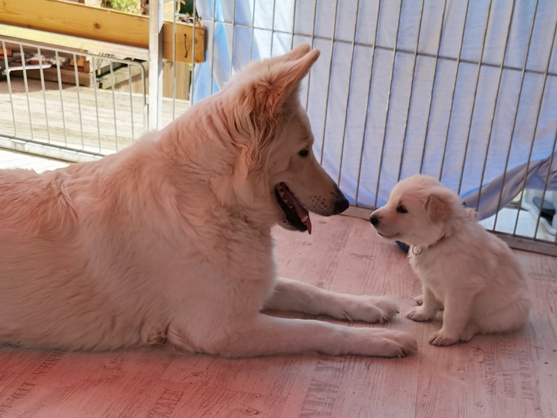 Weißer Schäferhund Welpe mit Mama