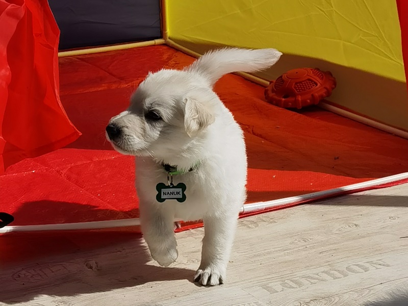 Weißer Schäferhund Welpe spielt im Zelt