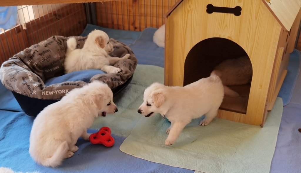 Weiße Schäferhund Welpen spielen in der Hundehütte