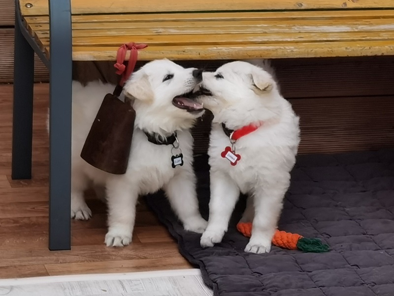 Weiße Schäferhund-Welpen küssen sich