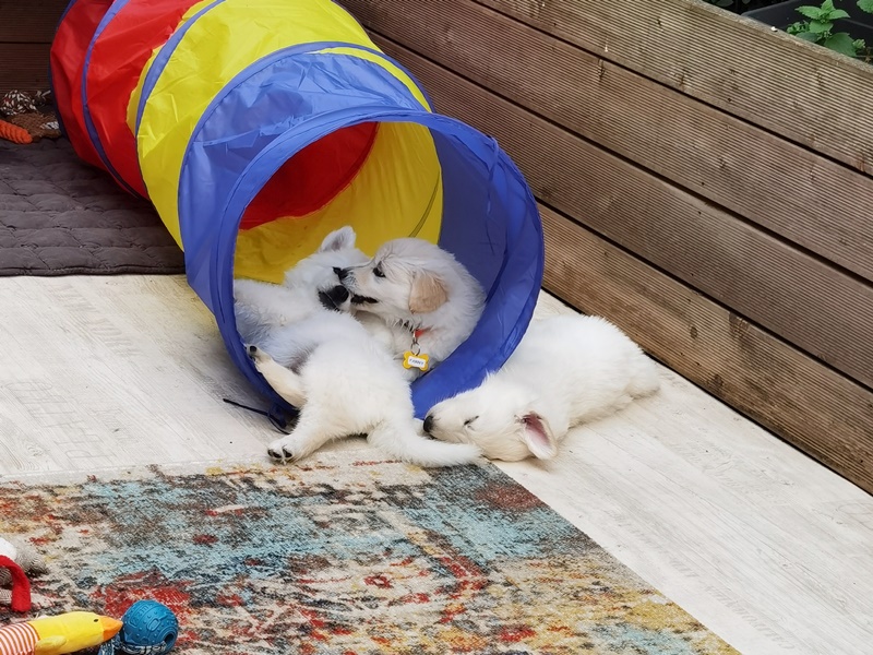 Weiße Schäferhund Welpen im Spieltunnel