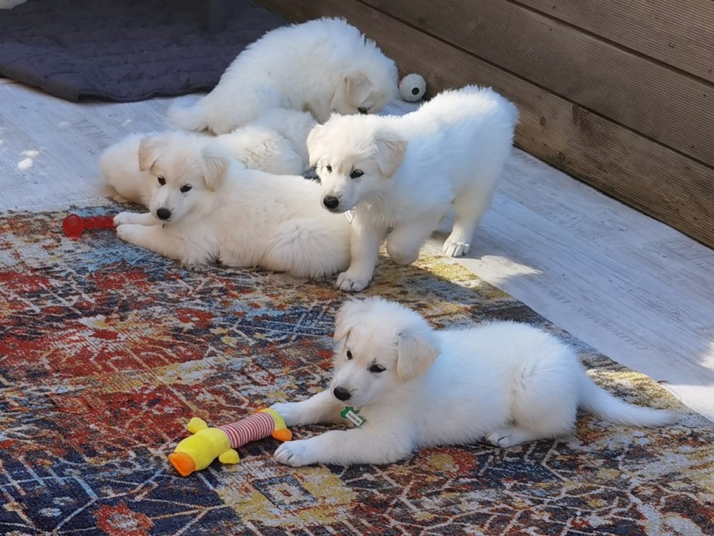 Weiße Schäferhund Welpen spielen auf dem bunten Outdoor-Teppich