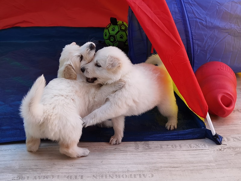 Weiße Schäferhund Welpen spielen im Zelt