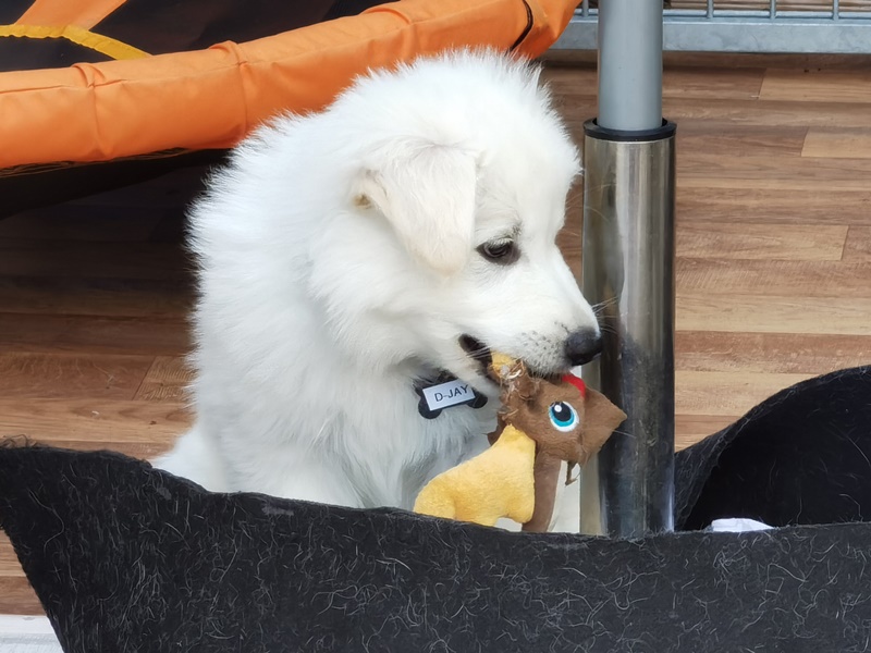 Weißer Schäferhund Welpe mit Spielzeug