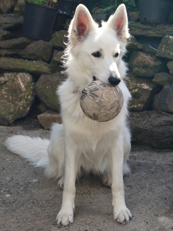 Weißer Schäferhund mit Ball