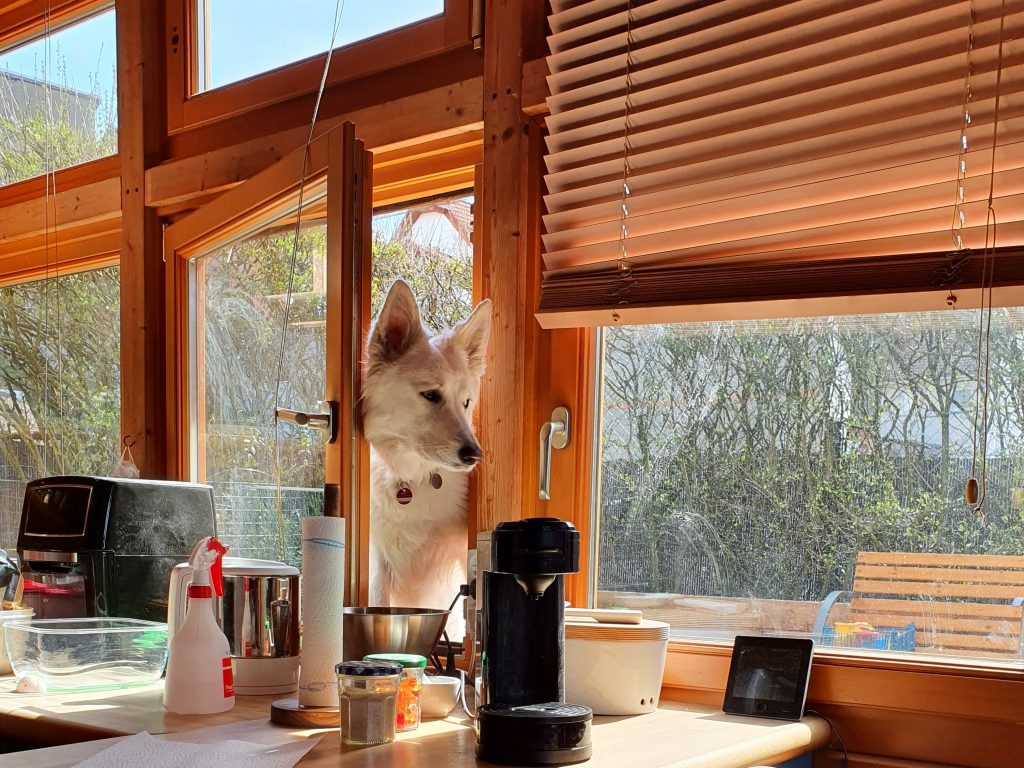 Weißer Schäferhund im Küchenfenster