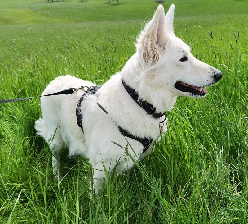 Weißer Schäferhund im Gras passt auf