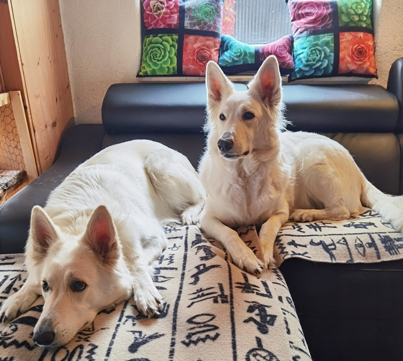 Weiße Schäferhunde auf ihrem Sofa mit ägyptischen Läufern
