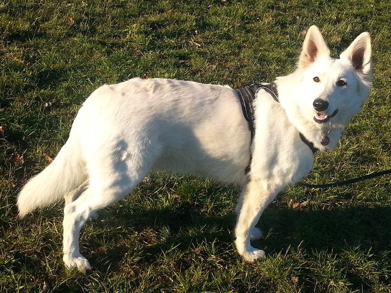 Weißer Schäferhund beim Spaziergang
