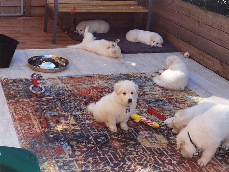 Weiße Schäferhund Welpen spielen auf buntem Outdoor-Teppich