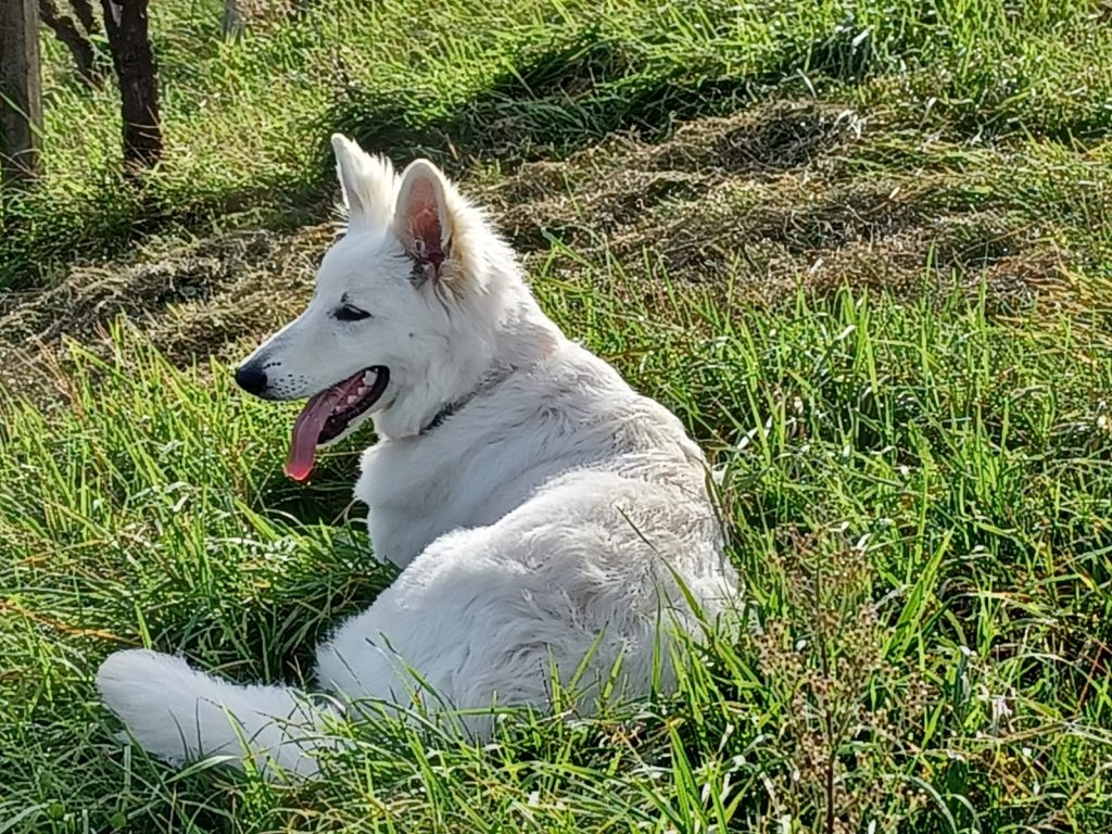 Weißer Schäferhund Welpe Dana liegt im Gras