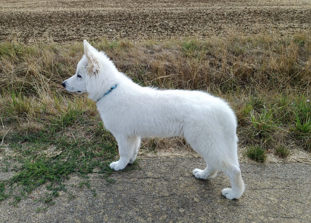 Weiße Schäferhund Welpen Lenny-perfekter-Stand