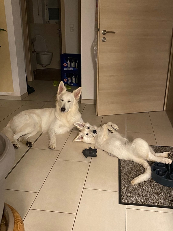 Weißer Schweizer Schäferhund Welpe Molly und Henry