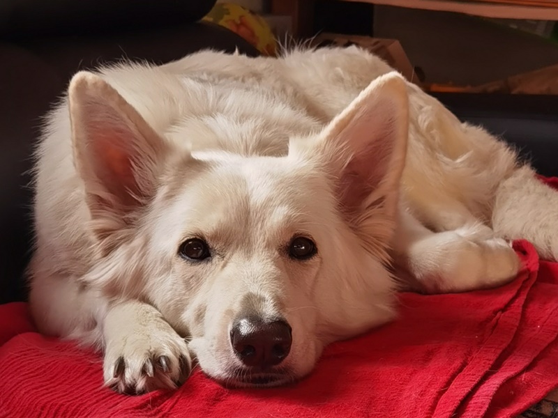 Weißer Schäferhund chillt auf dem Sofa