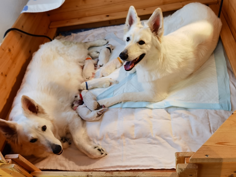 Weiße Schäferhund Welpen 2023 mit Mama und Schwester in der Wurfkiste