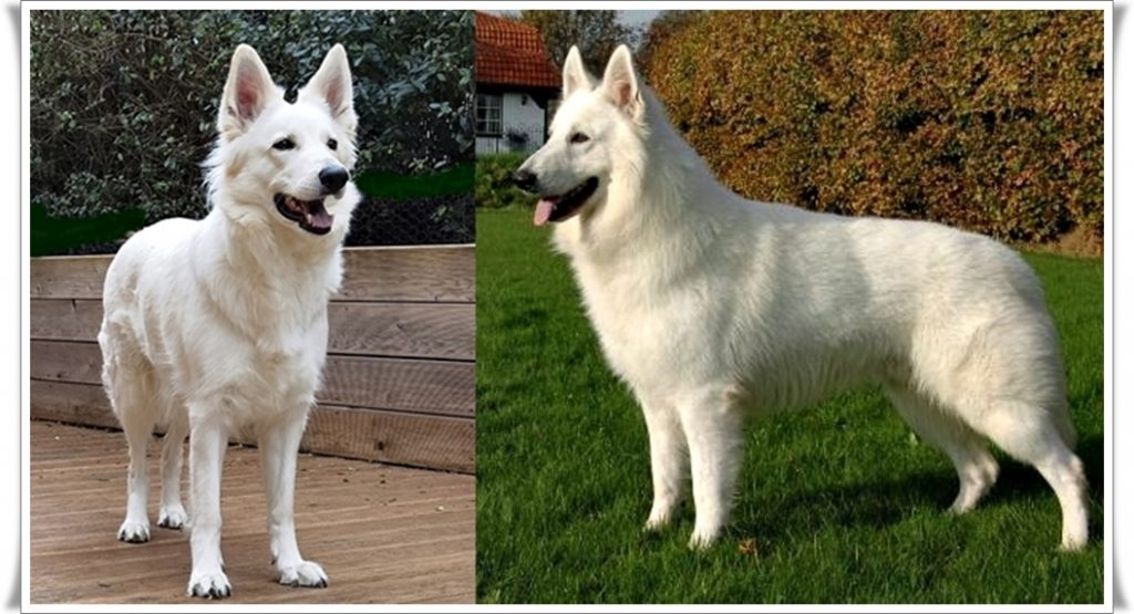 Weiße Schäferhund Welpen 2023 Wurfplanung 2023