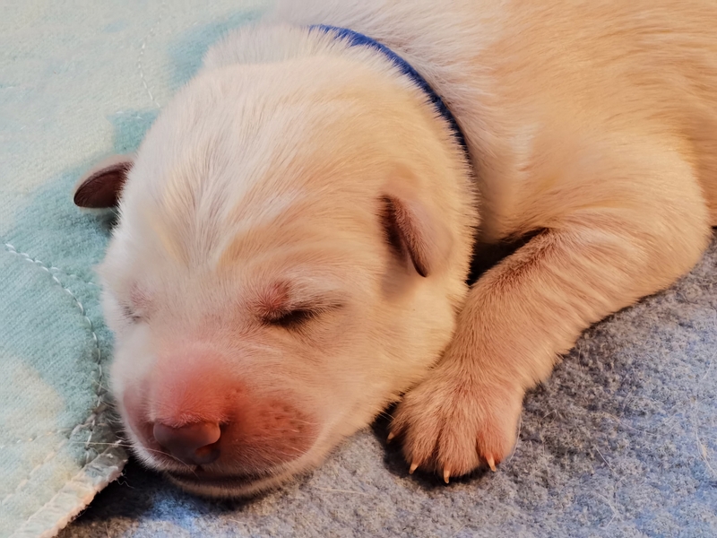 Weiße Schäferhund Welpe Blau schläft