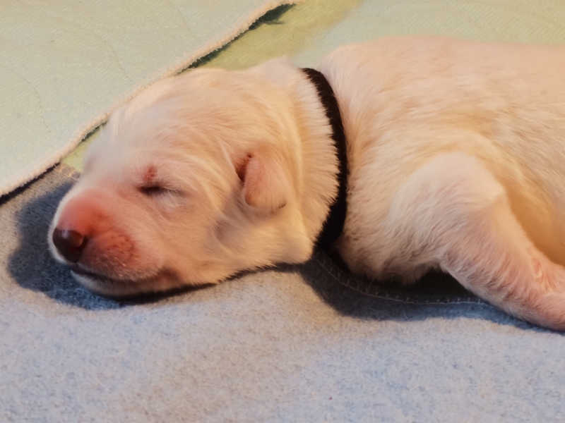 Weiße Schäferhund Welpe schwarz schläft