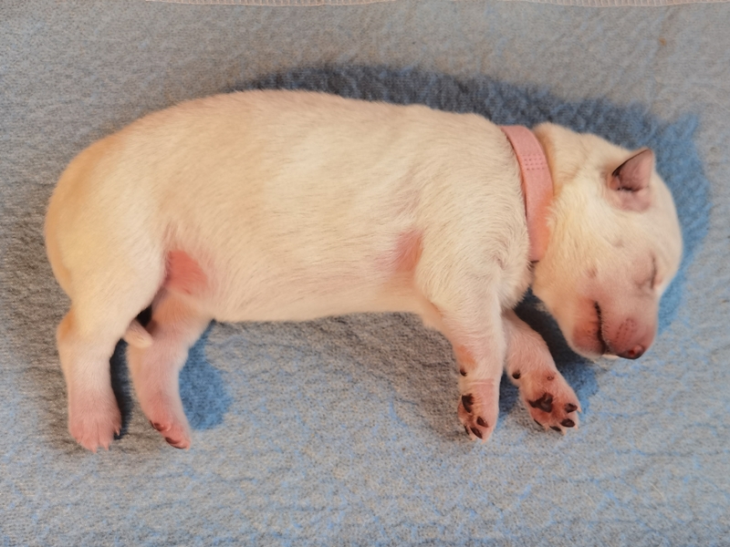 Weiße Schäferhund Welpe Rosa schläft