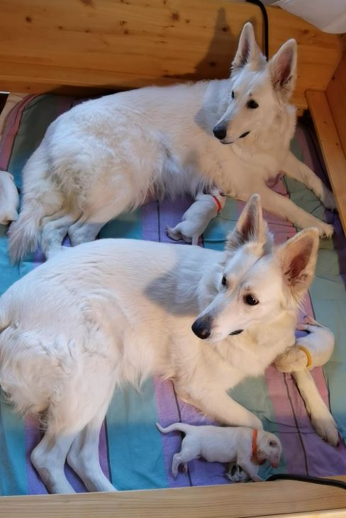 Weiße Schäferhund Welpen 2023 mit Mutter und Schwester in der Wurfkiste