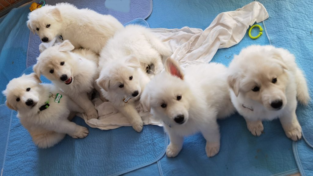 Weiße Schäferhund Welpen vom Koberg 2023 warten auf Futter