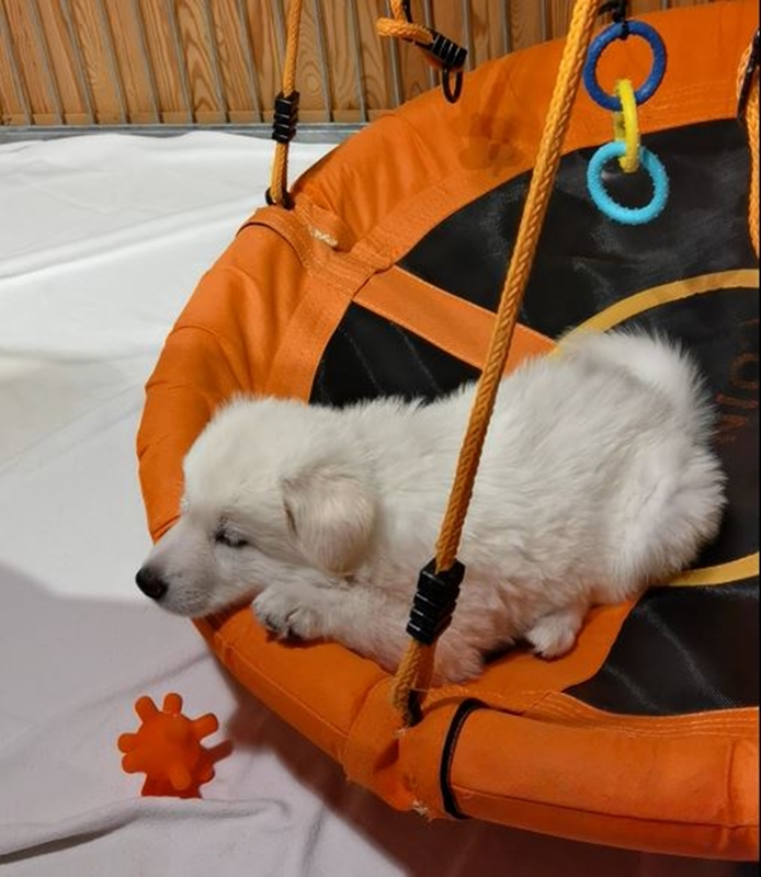 Weiße Schäferhund Welpen vom Koberg 2023 in der Nestschaukel