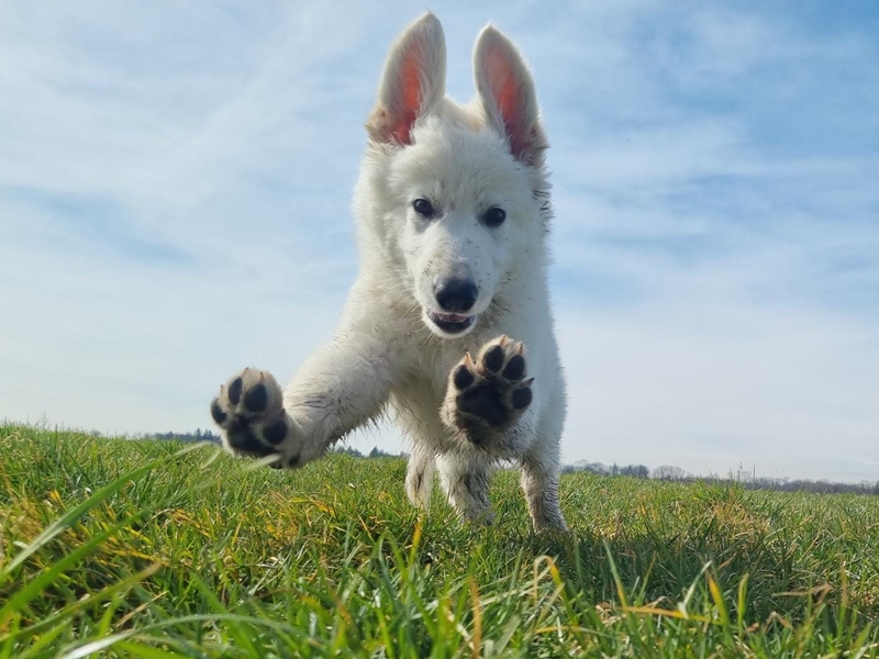 Weiße Schweizer Schäferhunde vom Koberg Welpe Emil springt