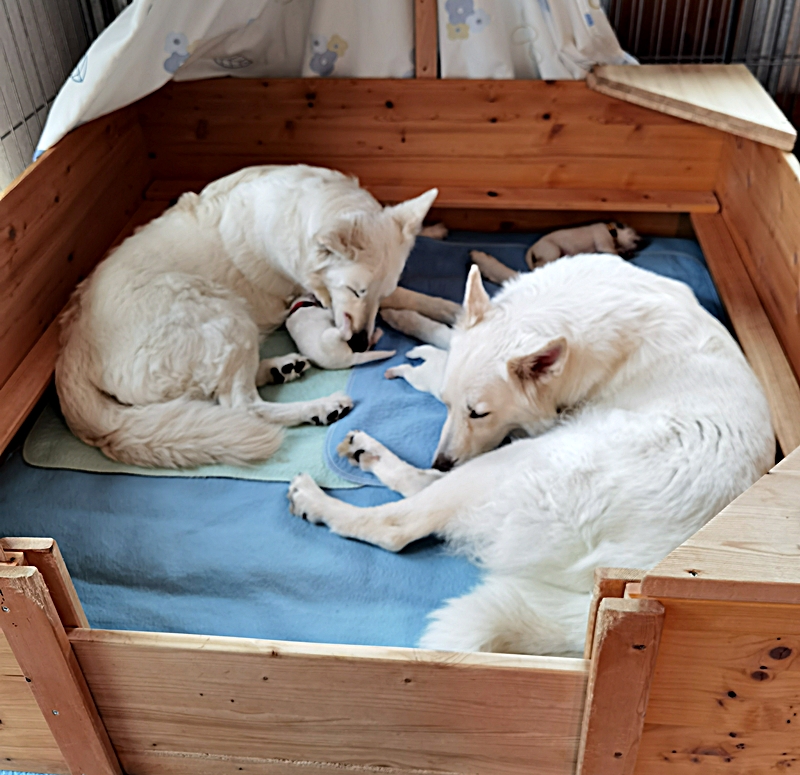 Weiße Schweizer Schäferhunde vom Koberg Mama und Oma mit Welpen in der Wurfkiste