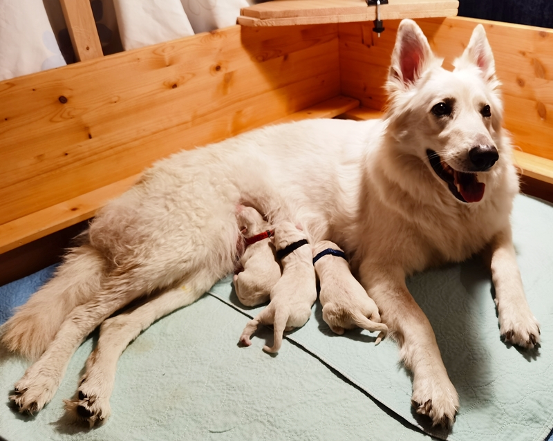 Weiße Schweizer Schäferhunde vom Koberg neugeborene Welpen