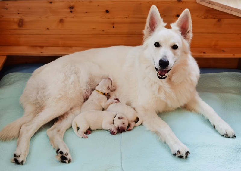 Weiße Schweizer Schäferhunde vom Koberg Welpen werden gesäugt