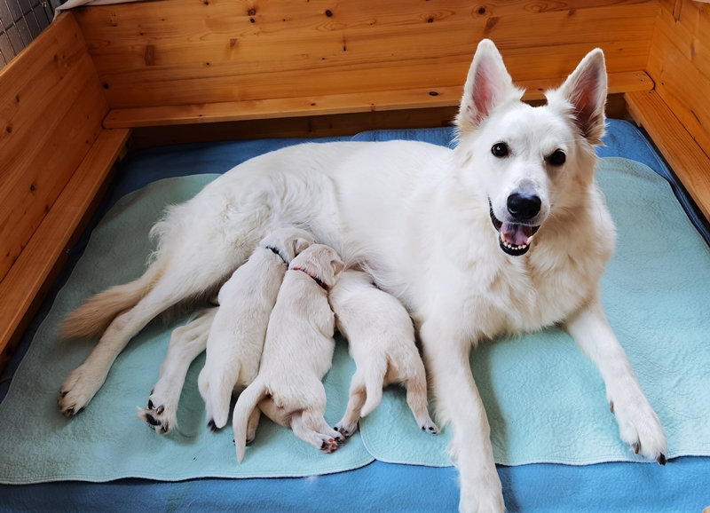 Weiße Schweizer Schäferhunde vom Koberg Welpen in der Wurfkiste werden gesäugt