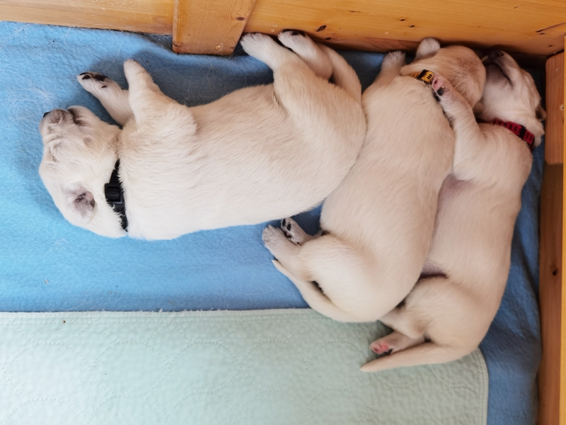 Weiße Schweizer Schäferhunde vom Koberg Welpen schlafen