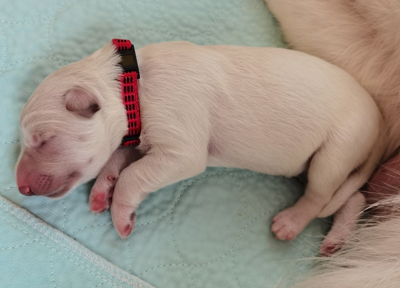 Weiße Schweizer Schäferhunde vom Koberg Welpe schläft