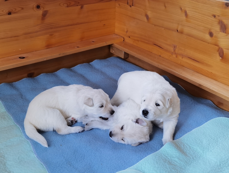 Weiße Schweizer Schäferhunde vom Koberg Welpen in der Wurfkiste