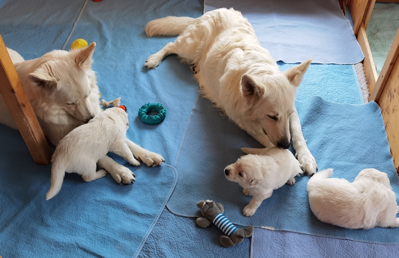 Weiße Schweizer Schäferhunde vom Koberg Welpen 3 Wochen alt mit Mama und Oma