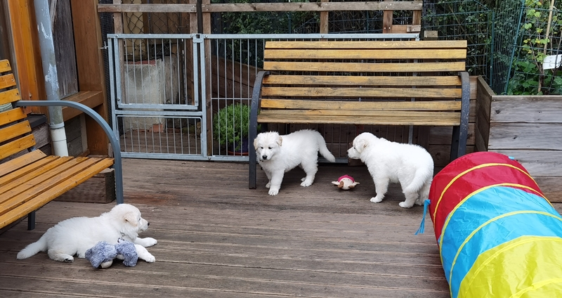 Weißer Schweizer Schäferhund Welpen spielen mit der Zeltstadt