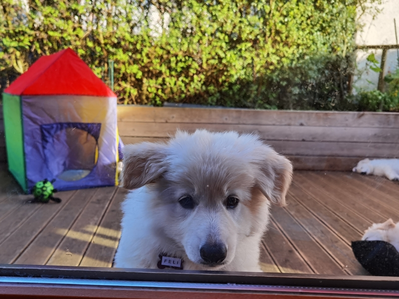 Weißer Schweizer Schäferhund Welpe schaut zum Fenster rein