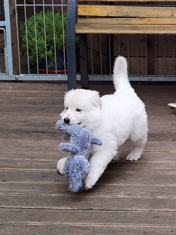Weißer Schweizer Schäferhund Welpe mit Spielzeug