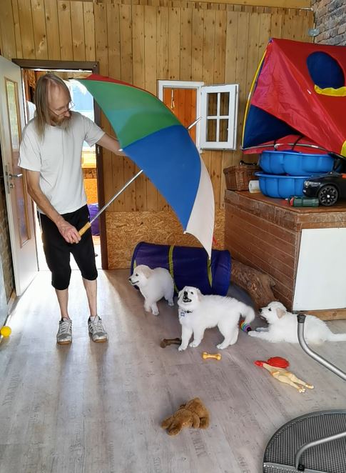 Weiße Schweizer Schäferhund Welpen bei der Prägung mit Schirm